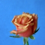 Rosa0501.jpg