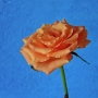 Rosa0601.jpg