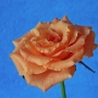 Rosa0602.jpg
