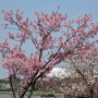 01.c_subhirtella001彼岸桜.jpg