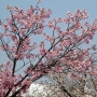 01.c_subhirtella002彼岸桜.jpg