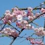 04.p_lannesiana_Sendaishidare仙台枝垂れ桜03.jpg