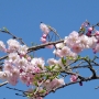 04.p_lannesiana_Sendaishidare仙台枝垂れ桜04.jpg