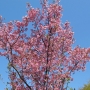 05.cerasus_yoko陽光桜01.jpg