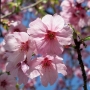 05.cerasus_yoko陽光桜03.jpg