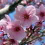 05.cerasus_yoko陽光桜04.jpg