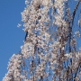 09.c_spachiana-Pendula0101枝垂れ桜.jpg