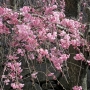 10.c_spachiana-Pleno_rosea001八重紅枝垂れ桜.jpg