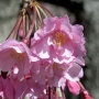 10.c_spachiana-Pleno_rosea005八重紅枝垂れ桜.jpg