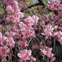 10.c_spachiana-Pleno_rosea01八重紅枝垂れ桜.jpg
