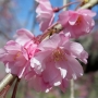 10.c_spachiana-Pleno_rosea02八重紅枝垂れ桜.jpg