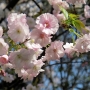 12.c_sieboldii-Matsumaehayazaki001松前早咲き桜.jpg