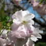 12.c_sieboldii-Matsumaehayazaki002松前早咲き桜.jpg