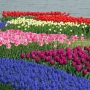 28_ Tulipa01.jpg