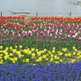 28_ Tulipa02.jpg