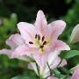 lily1502.jpg