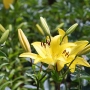 lily1505.jpg