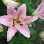 lily1509.jpg