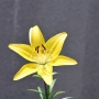 lily1513.jpg