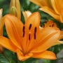 lily1520.jpg