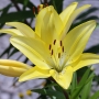 lily1531.jpg