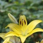 lily1534.jpg