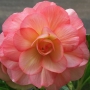 t_begonia001.jpg