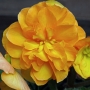 t_begonia006.jpg