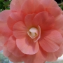 t_begonia008.jpg