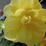 t_begonia009.jpg