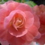 t_begonia010.jpg