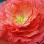 t_begonia012.jpg