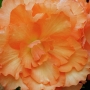 t_begonia013.jpg