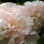 t_begonia014.jpg