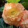 t_begonia015.jpg