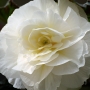 t_begonia016.jpg