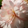 t_begonia017.jpg