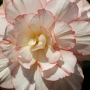 t_begonia018.jpg