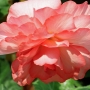 t_begonia019.jpg