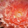 t_begonia024.jpg