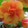 t_begonia025.jpg