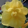 t_begonia026.jpg