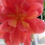 t_begonia027.jpg