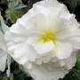 t_begonia028.jpg