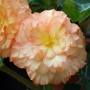 t_begonia031.jpg