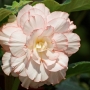 t_begonia034.jpg