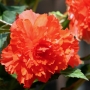 t_begonia035.jpg