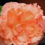 t_begonia036.jpg