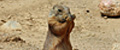 01_prairiedog0111.jpg