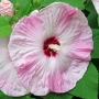 rose_mallow06.jpg